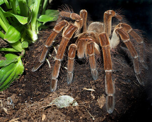 a large brown color with villi of the genus theraphosa stirmi sits on the ground next to a green plant in a terrarium