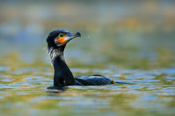 The great cormorant (Phalacrocorax carbo), known as the black shag in New Zealand, great black cormorant or black cormorant. Swimming and hunting, beautiful background and aquatic environment.