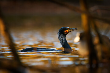 The great cormorant (Phalacrocorax carbo), known as the black shag in New Zealand, great black...