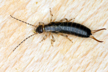 Larva of European earwig (Forficula auricularia) on wood.