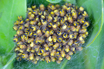 Very small young spiders of a yellow-brown color in a spider's nest