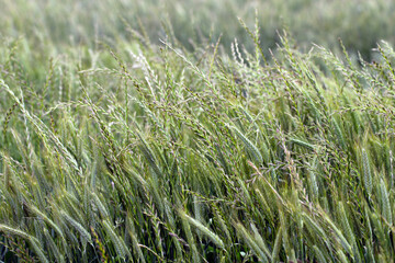 Cereals weeded by couch grass - Elymus repens, other names include common couch, twitch, quick, quitch grass. Widespread and common weed in agricultural and horticultural crops.