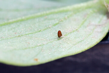 Pupa of leaf-miner flies - Agromyzidae (Liriomyza congesta) on the underside of bean leaves.