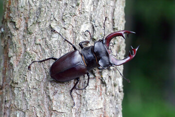 Closeup of a male of the European stag beetle, Lucanus servus. On the trunk of an oak tree.