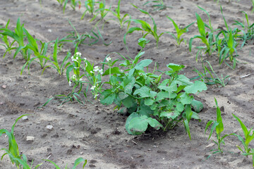 Raphanus sativus L. var. oleiformis as a residue after catch crop rotation - a weed in corn cultivation.