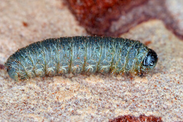 The larva of sawfly living in the bark of the pine tree.