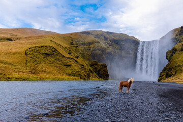 Skógafoss Wasserfall mit einem Islandpferd in Island, ein magisches Naturwunder