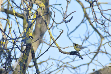 sikorka modraszka mały ptaszek plecha porosty Cyanistes caeruleus © Anna