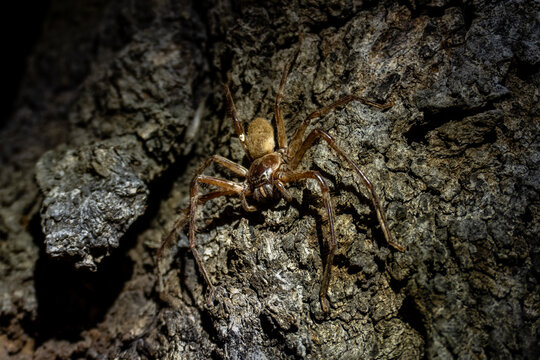 A Closeup Shot Of A Huntsman Spider On Wood At Night In Little Desert National Park, Australia