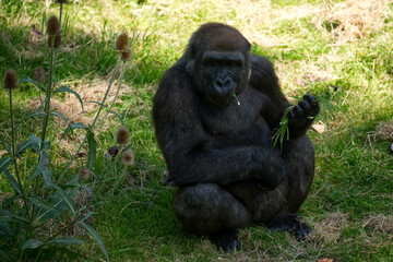 Fototapeta premium A Silverback Gorilla eating