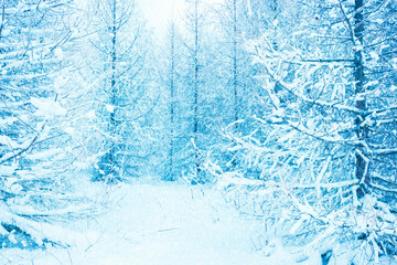 blue snow winter forest background