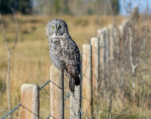 Great Grey Owl on a Fence Post