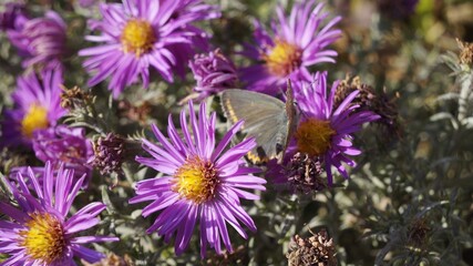 Delicate butterfly surrounded by flowers