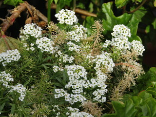white flowers