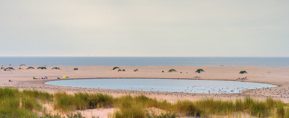 People and birds on the beach share the same pool in harmony on the Kijkduin/Zandmotor beach