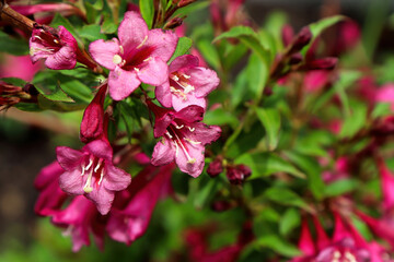 Fototapeta na wymiar Pink summer flowers blooming on a Weigela shrub