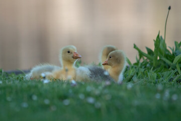 brothers and sisters in the grass