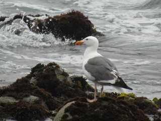 Watchful Gull