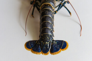 Le homard Breton