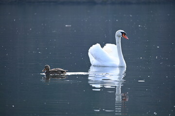 Swan and duck