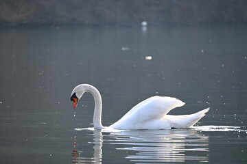 Beautiful swan