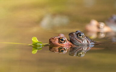 Parka Ropuszek w swoim basenie