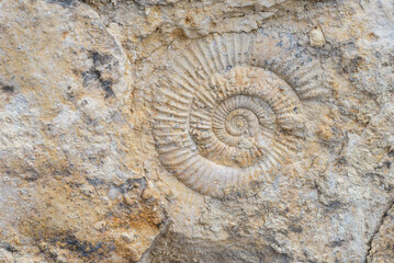 Obraz premium The imprint of a prehistoric ammonite shell in a stone. Paleontological preserved evidence of ancient life. Spiral fossil. Snail-like shell