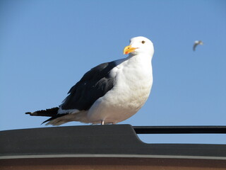 seagull's perch 