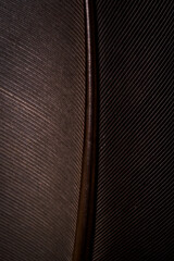 Black macro feather,Black raven feathers,Beautiful black feather pattern texture background 