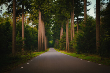 An asphalted highway through a forest in the Veluwe nature park in the Netherlands