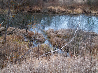 the bank of a small forest river on a cloudy day