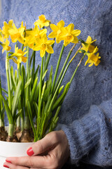 White young woman dressed in blue wool sweater holding a beautiful group of blooming daffodil flowers in a white pot.