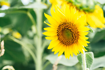 Close up view of yellow sunflowers in the agricultural fields of the province of Girona, Costa Brava, Spain.