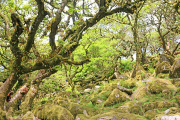 Wistmans wood in Dartmoor, Devon	