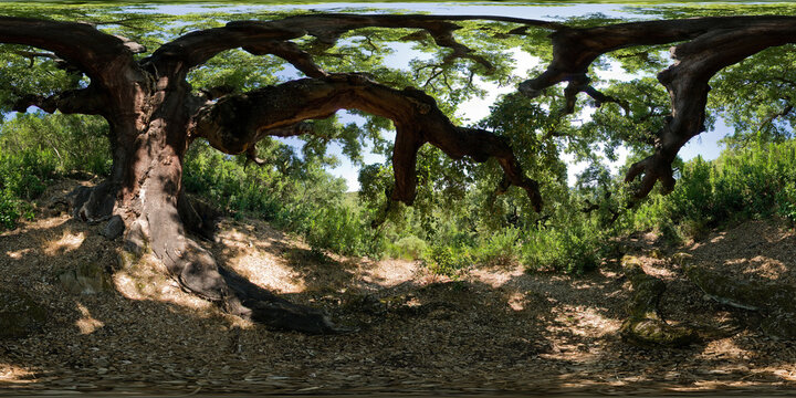 Cork oak forest in Las Medulas of Leon