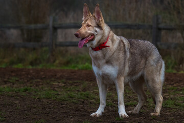 Naklejka na ściany i meble 2022-02-06 A LIGHT TAN GERMAN SHEPARD WITH A RED COLLAR STANDING IN A OPEN FIELD WITH A BLURRY BACKGROUND AT THE OFF LEASH PARK IN REDMOND WASHINGTON