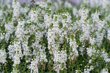 selective focus on white flower in the garden