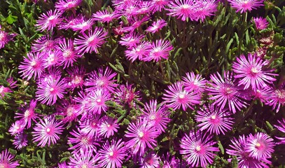 Italy: Aster hybridus.