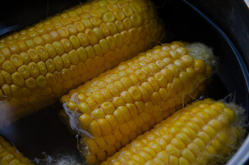Close-up corn swings are boiled in saucepan. Yellow boiled young corn. Saucepan with corn cobs. Swings of corn in boiling water.
