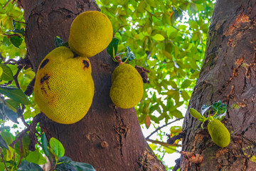 Jackfruit growing on jack tree on Koh Samui Thailand.