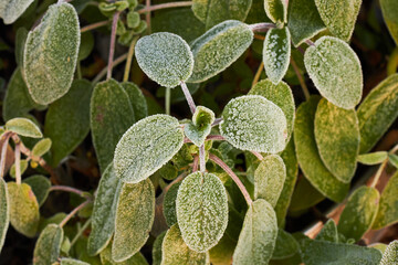 Frost on sage leaves in the morning light