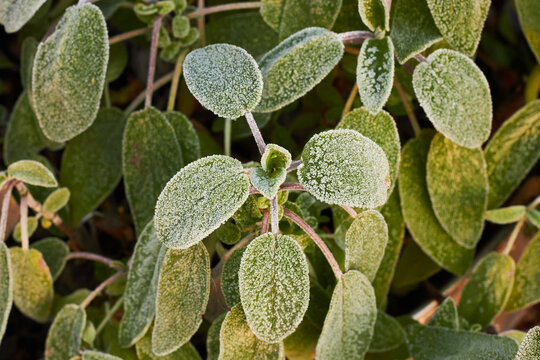 Frost on sage leaves in the morning light
