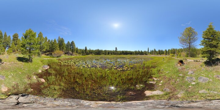 Tule Pond