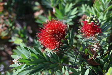 Close-up of a scarlet bottlebrush flower.