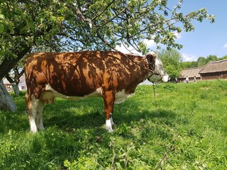 
Cow and nature