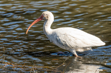 Ibis wading in water fishing in late afternoon light in Chincoteague wildlife refuge