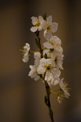 flores y plantas , rosas para enamorados,   naturaleza florecida 