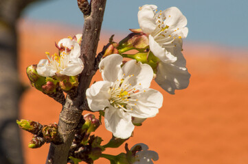 flores y plantas , rosas para enamorados,   naturaleza florecida  © fransuarez