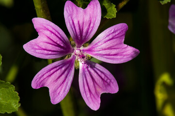 flores y plantas , rosas para enamorados,   naturaleza florecida 