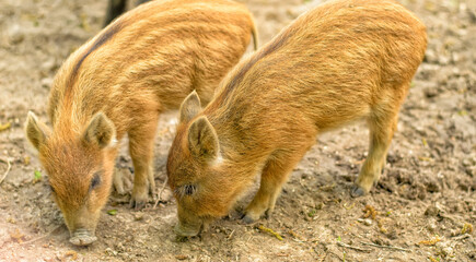 A couple of little brown striped wild piglets (Sus scrofa) looking for food, close-up